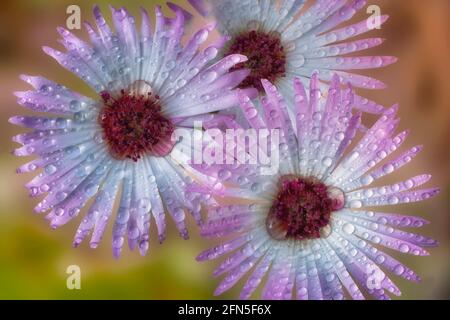 Gros plan de Livingstone Daisy avec gouttes de pluie. Banque D'Images