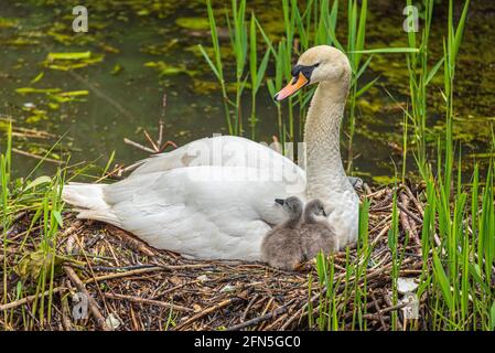 Muet la famille de cygnes avec dix cygnets. Banque D'Images