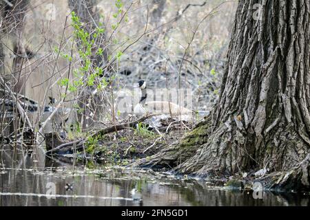 La Bernache du Canada (Branta canadensis) nichant sur une petite île dans le marais. Réserve naturelle de Salt Creek, comté de Cook, Illinois. Banque D'Images