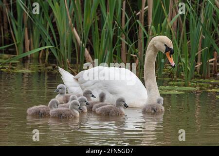 Muet la famille de cygnes avec dix cygnets. Banque D'Images