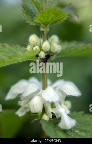 Gros plan de fleurs et bourgeons de fleurs d'ortie blanche, album de Lamium, au printemps sur fond vert Banque D'Images
