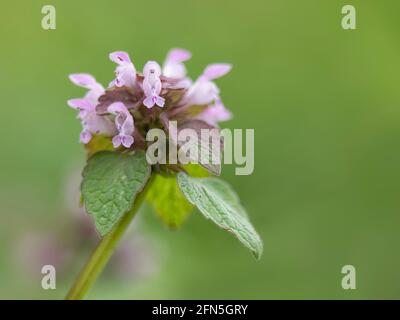 Fleurs d'ortie rouge, Lamium purpueum, au printemps sur fond vert avec espace de copie Banque D'Images