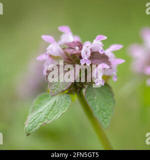 Fleurs d'ortie rouge, Lamium purpueum, au printemps sur fond vert