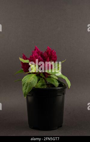 celosia argentea avec fleur pourpre en pot avec fond noir Banque D'Images