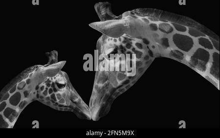 Portrait de mère et de bébé Giraffe gros plan visage dans le noir Arrière-plan Banque D'Images