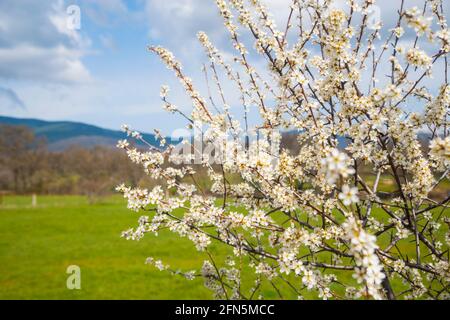 Arbre fleuri et paysage. Banque D'Images