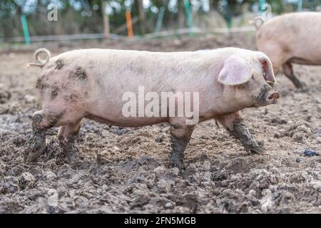 cochon dans la boue Banque D'Images