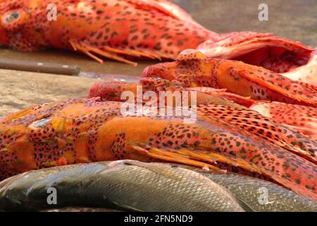 Poisson Scorpion en vente sur le marché du poisson de Puerto Ayora, île de Santa Cruz, Galapagos, Equateur Banque D'Images