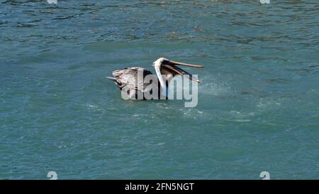 Pélican brun (Pelecanus occidentalis) manger du poisson dans le port de Puerto Ayora, île de Santa Cruz, Galapagos, Équateur Banque D'Images