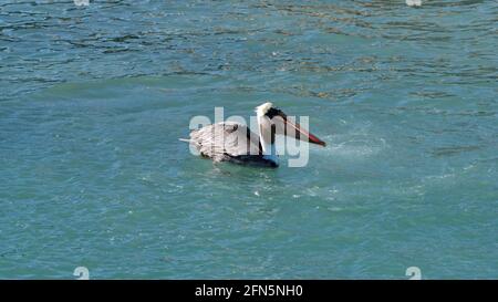 Pélican brun (Pelecanus occidentalis) manger du poisson dans le port de Puerto Ayora, île de Santa Cruz, Galapagos, Équateur Banque D'Images