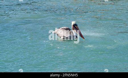 Pélican brun (Pelecanus occidentalis) manger du poisson dans le port de Puerto Ayora, île de Santa Cruz, Galapagos, Équateur Banque D'Images