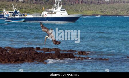 Pélican brun (Pelecanus occidentalis) plongée pour les poissons dans le port de Puerto Ayora, île de Santa Cruz, Galapagos, Equateur Banque D'Images