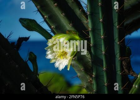 Fleur de cactus blanche. Kauai, Hawaiibloom, fleurs sauvages Banque D'Images