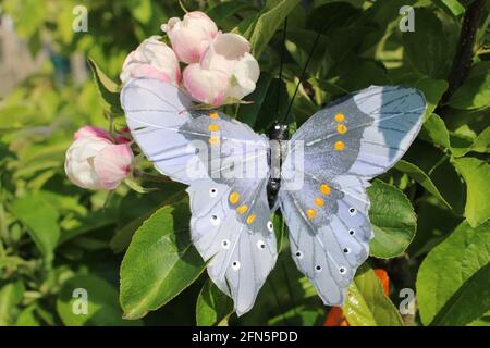 Grand papillon bleu sur fleur de pomme Banque D'Images