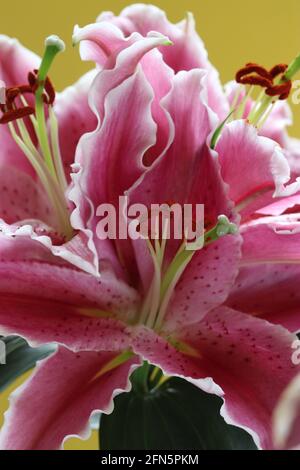 Nénuphar oriental après huit avec de très grandes fleurs roses avec des bords blancs et des pétales à taches de rousseur qui font face vers le haut, également appelé Stargazers Banque D'Images