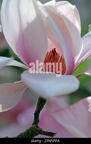 Une fleur de Magnolia Sprengeri Diva; les charpels sont à l'intérieur des pétales rose pâle. (Magnolia Diva de Sprenger; Magnolia de Sprenger). Jardin anglais, mars Banque D'Images