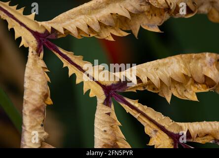 Feuilles géantes de fleur de miel qui meurent et séchées, Victoria, C.-B., Canada Banque D'Images