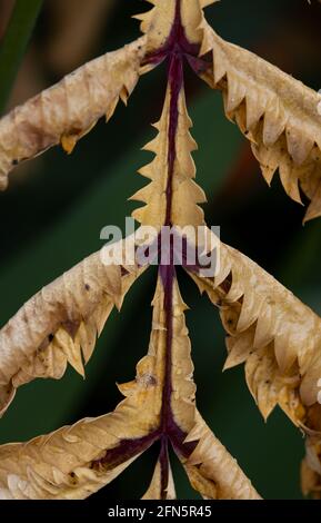 Feuilles géantes de fleur de miel qui meurent et séchées, Victoria, C.-B., Canada Banque D'Images