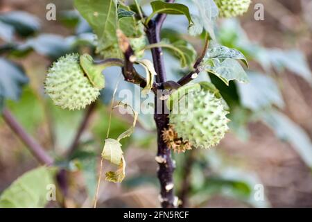 Thorn Apple (Datura) fruit poussant sur l'arbre de près vue dans un jardin indien en saison d'été Snap. Banque D'Images