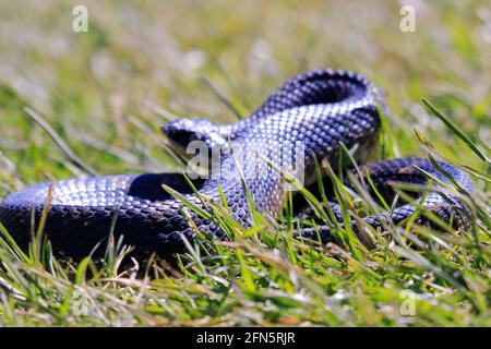 Serpent à nez de porc de l'est Ontario Canada Banque D'Images