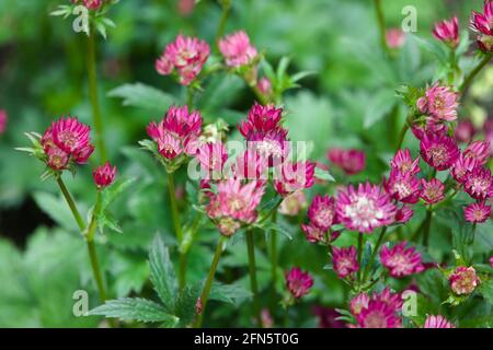 Vue sur Astrantia/Masterworts rose rougeâtre, « Star of Treasure » Banque D'Images