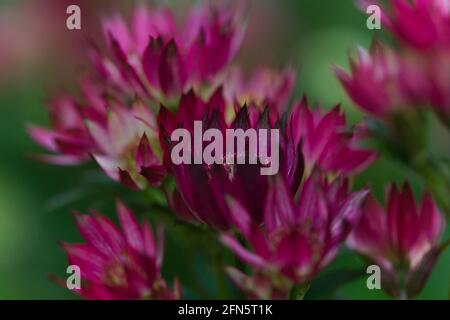 Vue des bractées colorées d'Astrantia/Masterwort, « étoile du Trésor » rose rubis Banque D'Images