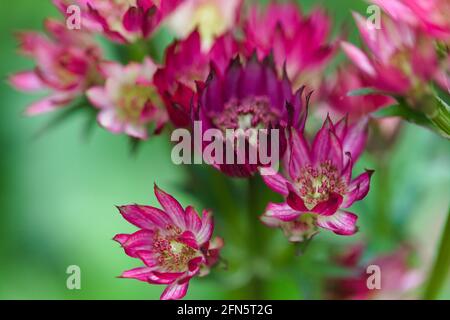 Vue des bractées colorées d'Astrantia/Masterwort, « étoile du Trésor » rose rubis Banque D'Images