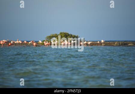 Une magnifique vue panoramique grand format d'un troupeau de Flamingos américains sauvages se nourrissant sur une petite île juste à côté de Mayaguana isolé dans les Bahamas. Banque D'Images