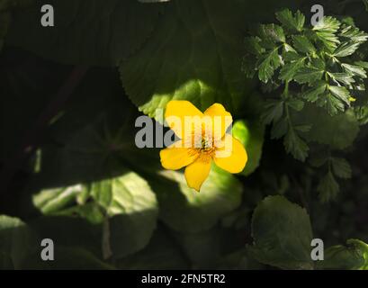 Marais jaune marigold au soleil sur un fond de feuilles vertes au printemps Banque D'Images