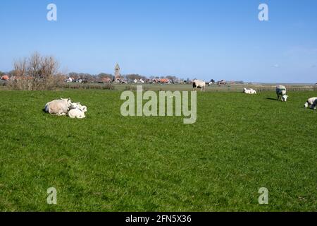 Paysage de polder hollandais avec pâturage et moutons couchés sur une digue d'herbe verte. Vieux village hollandais typique avec une vieille église en arrière-plan. Journée ensoleillée avec Banque D'Images