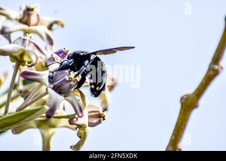 Vue rapprochée de Bumble Bee ou Carpenter Bee ou Xylocopa valgaon sur Calotropis procera ou pomme de Sodome fleurs. Perché sur fleurs photos et Bumbl Banque D'Images