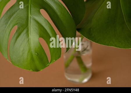 Monstera feuilles vertes ou Monstera deliciosa sur fond marron, fond ou forêt de pins tropicaux verdoyants pour des éléments de conception créatifs. Textures Philodendron monstère Banque D'Images