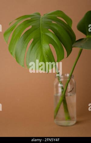 Monstera feuilles vertes ou Monstera deliciosa dans un vase sur fond brun, fond ou forêt de pins tropicaux verdoyants pour des éléments de conception créatifs. Philodendron monstera textures verticales Banque D'Images