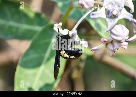 Vue rapprochée de Bumble Bee ou Carpenter Bee ou Xylocopa valgaon sur Calotropis procera ou pomme de Sodome fleurs. Perché sur fleurs photos et Bumbl Banque D'Images