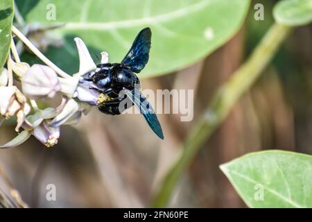 Vue rapprochée de Bumble Bee ou Carpenter Bee ou Xylocopa valgaon sur Calotropis procera ou pomme de Sodome fleurs. Perché sur fleurs photos et Bumbl Banque D'Images