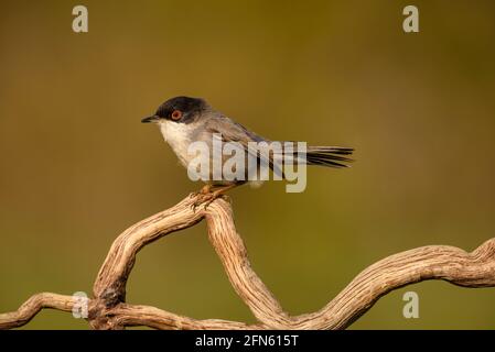 Paruline sarde (Curruca melanocephala) photographiée dans une peau à Batea (province de Tarragone, Catalogne, Espagne) Banque D'Images