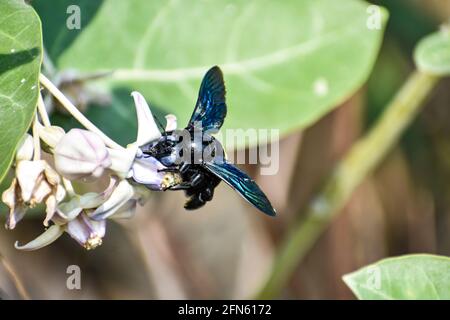 Vue rapprochée de Bumble Bee ou Carpenter Bee ou Xylocopa valgaon sur Calotropis procera ou pomme de Sodome fleurs. Perché sur fleurs photos et Bumbl Banque D'Images