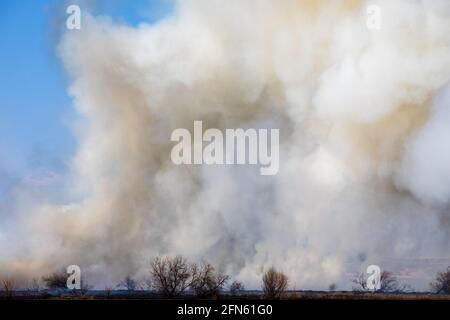 beaucoup de fumée d'un feu dans un champ avec arbres Banque D'Images