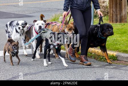 Femme marchant un sac de chien, Esquimalt, C.-B., Canada Banque D'Images