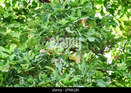 Arbre national indien Ficus benghalensis ou fruit Banyan vue rapprochée Snap d'un village rural à la recherche impressionnant avec des feuilles de verdure et un petit tronc d'arbre. Banque D'Images