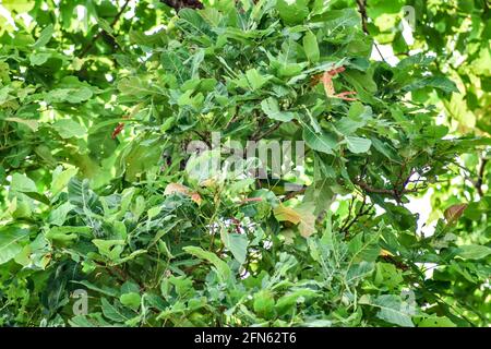 Arbre national indien Ficus benghalensis ou fruit Banyan vue rapprochée Snap d'un village rural à la recherche impressionnant avec des feuilles de verdure et un petit tronc d'arbre. Banque D'Images