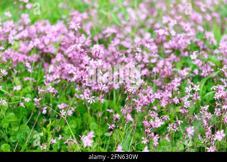 Fleurs sauvages en mai dans les montagnes de l'Italie. Les petites fleurs pourpres poussent très densément sur les pentes de la Toscane. Banque D'Images