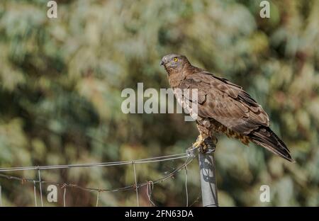 Honey Buzzard, Pernis apivorus, reposant sur une clôture, Andalucía, Espagne. Banque D'Images