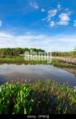 Promenade surélevée dans le Green Cay nature Center et Wetlands, Boynton Beach, comté de Palm Beach, Floride, États-Unis. Banque D'Images