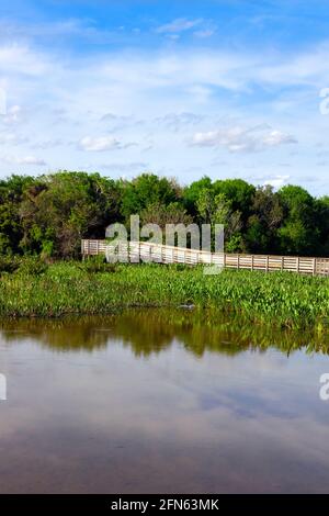 Promenade surélevée dans le Green Cay nature Center et Wetlands, Boynton Beach, comté de Palm Beach, Floride, États-Unis. Banque D'Images