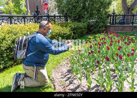 Un photographe latino-américain filmant les tulipes violettes avec son smartphone. Arrivée au printemps à Toronto, Canada Banque D'Images