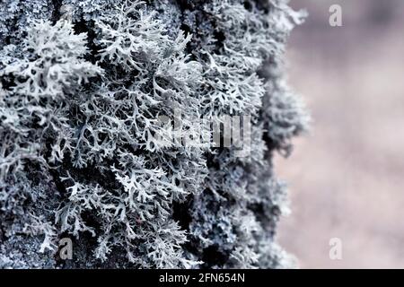 Evernia prunastri lichen gris sur un tronc d'arbre Banque D'Images