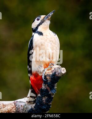Great Spotted Woodpecker Banque D'Images