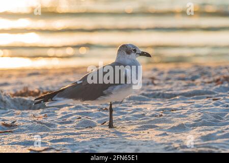 Rire Gull sur la plage gros plan pendant le coucher du soleil en profil Banque D'Images