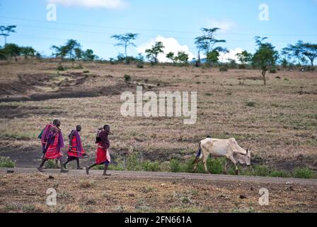 Les Masai marchent une vache en Tanzanie Banque D'Images